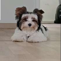 Бивер Йорк, в г.Дюссельдорф