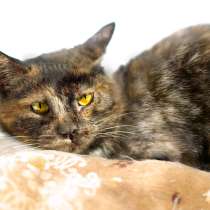 Застенчивая Сесиль надеется на встречу с любящими хозяевами, в Москве