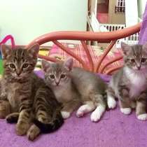 Очень красивые котята, мальчики и девочки в добрые руки, в Москве