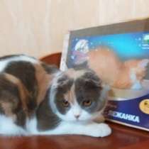 Когтедралки для кошек в Волгограде, в Москве