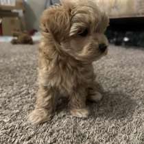 Beautiful maltipoo puppies, в г.Republic