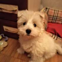 Продажа щенка породы Вест хайленд вайт терьер, в Москве