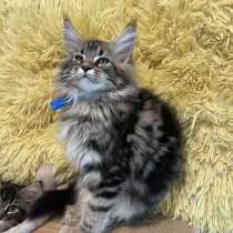 Maine coon, в г.Квакертаун