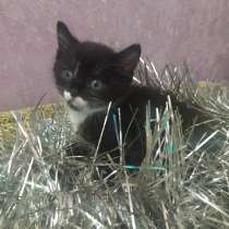 Отдам котят, в Новокузнецке