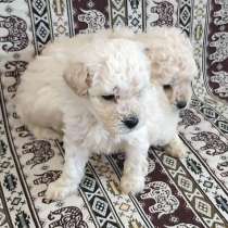 Карликовый Французский Той Пудель, в г.Ташкент