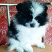 Померанский шпиц, в г.Бремен