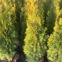 Туи Смарагд 150-160см, в Москве