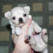 В добрые руки малыш чихуахуа, в Химках