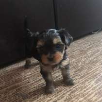 Продам Йоркширские терьеры, в Зеленограде