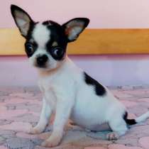 Чихуахуа. Bicolor, в г.Берлин
