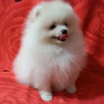 Померанский шпиц. Мелкий стандарт, в г.Берлин