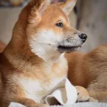 Акита ину, в г.Минск