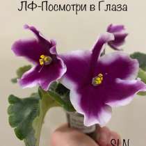 Фиалки сортовые, в Лобне