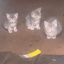 Котята, в Санкт-Петербурге