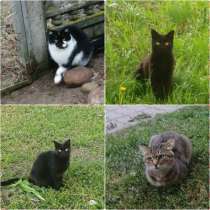 Всем этим замечательным котикам срочно нужен дом! SOS!, в г.Минск