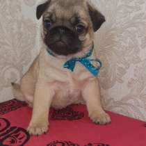 Мопсята с документами (доставка по всей России) привиты, в Новосибирске