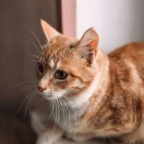 Маленький ангел, чудесный котенок-подросток Тигра в дар, в Москве