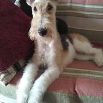 Продаются щенки фокстерьера, в г.Рамат-Ган