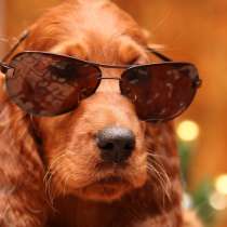 Щенки Ирландского сеттера, в г.Рига