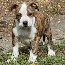 Американский стаффордширский терьер, в г.Берлин