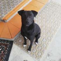 Миниатюрный ласковый пёсик, в Санкт-Петербурге