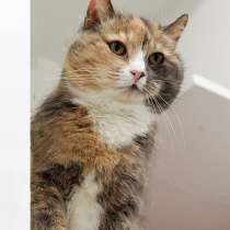 Булочка Уютнова, нежная домашняя трехцветная кошечка в дар, в Санкт-Петербурге