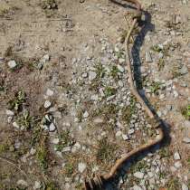 Стабилизатор поперечной устойчивости пер. подвески М - 2141, в Коломне