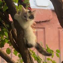 Котята в добрые руки, в Черкесске