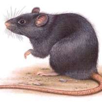 Уничтожение крыс и мышей, в Москве