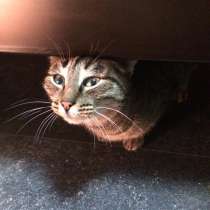 Кошка Маша, в Краснодаре