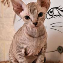 Канадский сфинкс Донской сфинкс котята, в г.Хайфа
