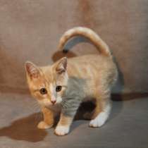 Абрикосовый котенок, в Санкт-Петербурге