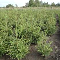 Продаю саженцы пихты, в Москве