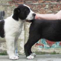 Алабая щенки, в Крымске