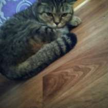 Британская кошка, в г.Астана