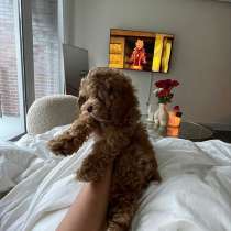 Той пудель. Мальчики и девочки. Toy poodle, в г.Амман