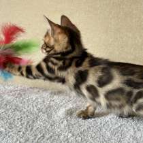 Бенгальские котята, в г.Гермеринг
