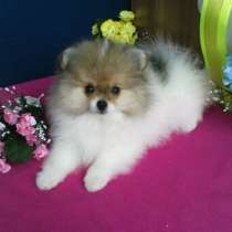 Девочка в нарядной шубке, в Симферополе