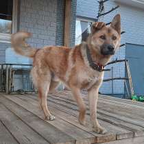 Отличный охранник и самый верный друг, молодой пес Симба, в Москве