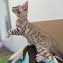 Снежные Бенгальские котята, в г.Неаполь