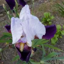 Цветы, в Краснодаре