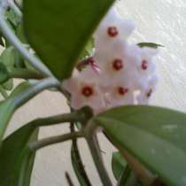 Хойя карноза, в Волгограде