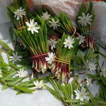 Черемша, в Красноярске