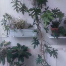 Филодендрон Гитаровидный, в Москве