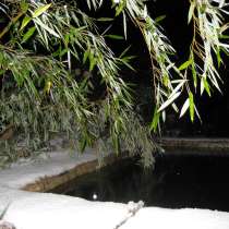 Бамбук и другие растения, в Севастополе