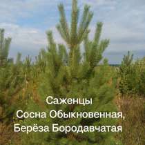 Саженцы Хвойные Сосна, Берёза Повислая, в Оренбурге