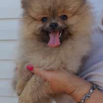 Померанский шпиц, в г.Гера