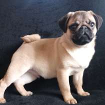 Мопс, в г.Берлин