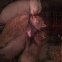 Отдам даром котята, в Кемерове