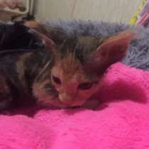 Сфинкс Фокси, в Волгодонске